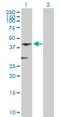 Acyl-CoA Thioesterase 7 antibody, H00011332-B01P, Novus Biologicals, Western Blot image 