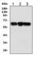 Abl Interactor 1 antibody, LS-C312249, Lifespan Biosciences, Western Blot image 