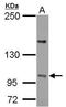 Protein Phosphatase 4 Regulatory Subunit 4 antibody, GTX124107, GeneTex, Western Blot image 