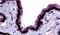 Melatonin Receptor 1B antibody, PA5-32935, Invitrogen Antibodies, Immunohistochemistry frozen image 
