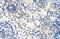 Ribonuclease H2 subunit A antibody, NBP1-58234, Novus Biologicals, Immunohistochemistry paraffin image 