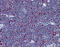 DNA Ligase 1 antibody, 51-973, ProSci, Immunohistochemistry frozen image 