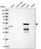 Cytochrome P450 Family 2 Subfamily D Member 6 antibody, HPA045223, Atlas Antibodies, Western Blot image 