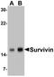 Survivin antibody, ADI-AAP-275-E, Enzo Life Sciences, Western Blot image 