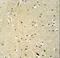 Neugrin, Neurite Outgrowth Associated antibody, LS-C164866, Lifespan Biosciences, Immunohistochemistry paraffin image 