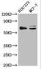 SRC-1 antibody, CSB-RA022650A0HU, Cusabio, Western Blot image 