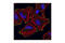 Parvin Alpha antibody, 4026S, Cell Signaling Technology, Immunofluorescence image 