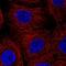 Cathepsin Z antibody, NBP2-38614, Novus Biologicals, Immunocytochemistry image 