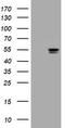 Thymidine Phosphorylase antibody, TA800979BM, Origene, Western Blot image 