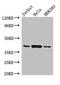 Major Histocompatibility Complex, Class I, C antibody, LS-C285744, Lifespan Biosciences, Western Blot image 