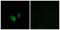 Cyclic Nucleotide Gated Channel Alpha 2 antibody, LS-C119881, Lifespan Biosciences, Immunofluorescence image 