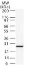 Diablo IAP-Binding Mitochondrial Protein antibody, GTX13817, GeneTex, Western Blot image 