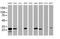 Hydroxysteroid 17-Beta Dehydrogenase 8 antibody, MA5-26466, Invitrogen Antibodies, Western Blot image 