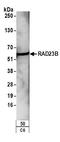 HR23B antibody, A302-306A, Bethyl Labs, Western Blot image 