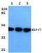Kruppel Like Factor 17 antibody, PA5-75655, Invitrogen Antibodies, Western Blot image 