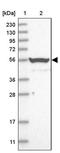 Methionyl-tRNA synthetase, mitochondrial antibody, PA5-57327, Invitrogen Antibodies, Western Blot image 