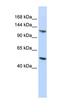 Eva-1 Homolog B antibody, orb325019, Biorbyt, Western Blot image 