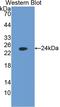 FKBP Prolyl Isomerase 7 antibody, LS-C293956, Lifespan Biosciences, Western Blot image 