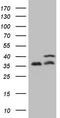 Protein Phosphatase 1 Catalytic Subunit Alpha antibody, TA808819S, Origene, Western Blot image 