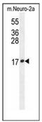Lipocalin 10 antibody, AP52453PU-N, Origene, Western Blot image 