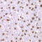 Structure Specific Recognition Protein 1 antibody, 22-202, ProSci, Immunohistochemistry frozen image 