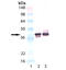 Synaptophysin antibody, ADI-VAM-SV011-D, Enzo Life Sciences, Western Blot image 