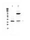 Interleukin 12B antibody, A01152-4, Boster Biological Technology, Western Blot image 