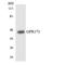 Probable G-protein coupled receptor 173 antibody, LS-C292018, Lifespan Biosciences, Western Blot image 