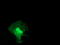 STAT5A antibody, TA502926, Origene, Immunofluorescence image 