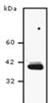 Scd antibody, MA5-27542, Invitrogen Antibodies, Western Blot image 