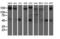 AP2M1 antibody, LS-C337385, Lifespan Biosciences, Western Blot image 