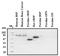 Integrin Binding Sialoprotein antibody, AM02057PU-N, Origene, Western Blot image 