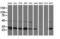 Sepiapterin Reductase antibody, LS-C115800, Lifespan Biosciences, Western Blot image 