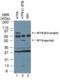 Activating Transcription Factor 6 antibody, ALX-804-381-C100, Enzo Life Sciences, Western Blot image 