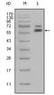 Keratin 5 antibody, orb89249, Biorbyt, Western Blot image 