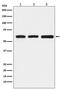 Elongator complex protein 3 antibody, M02833, Boster Biological Technology, Western Blot image 