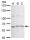 GC-Rich Promoter Binding Protein 1 Like 1 antibody, GTX120850, GeneTex, Western Blot image 