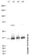 Ribosomal Protein L5 antibody, ab86863, Abcam, Western Blot image 