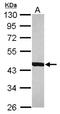 Beta-centractin antibody, NBP2-15275, Novus Biologicals, Western Blot image 