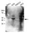C-Terminal Binding Protein 1 antibody, LS-C139552, Lifespan Biosciences, Western Blot image 