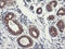 Proteasome subunit alpha type-4 antibody, LS-C173585, Lifespan Biosciences, Immunohistochemistry frozen image 