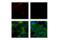 Platelet And Endothelial Cell Adhesion Molecule 1 antibody, 49940S, Cell Signaling Technology, Immunofluorescence image 