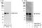 Brain Enriched Guanylate Kinase Associated antibody, A302-793A, Bethyl Labs, Immunoprecipitation image 