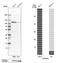 Interferon Regulatory Factor 2 Binding Protein Like antibody, HPA050862, Atlas Antibodies, Western Blot image 