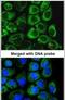 Mitochondrial glutamate carrier 1 antibody, PA5-29181, Invitrogen Antibodies, Immunofluorescence image 