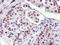 Ubiquitin Specific Peptidase 7 antibody, LS-C173419, Lifespan Biosciences, Immunohistochemistry frozen image 