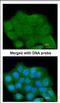 Leucine Rich Repeats And Guanylate Kinase Domain Containing antibody, NBP2-17163, Novus Biologicals, Immunofluorescence image 
