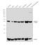 Aldolase, Fructose-Bisphosphate C antibody, PA5-27659, Invitrogen Antibodies, Western Blot image 