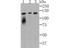 Lipin 1 antibody, NBP2-76845, Novus Biologicals, Western Blot image 