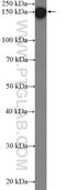 EMSY Transcriptional Repressor, BRCA2 Interacting antibody, 26212-1-AP, Proteintech Group, Western Blot image 